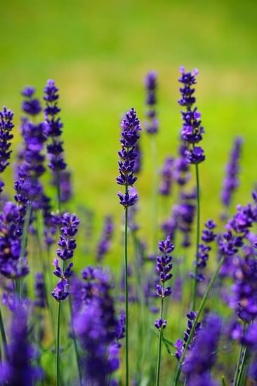 lavendel bloemen