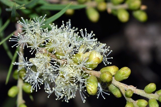 Tea Tree plant