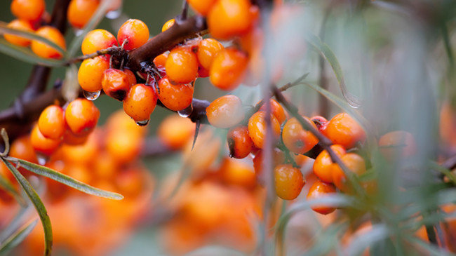 Sea Buckthorn 50ml