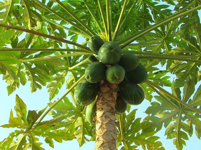 papaya vruchten en bladeren