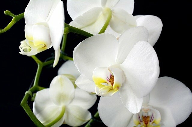 Orchidee bloemen