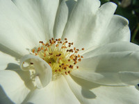 witte camellia