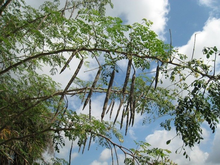 moringa plant