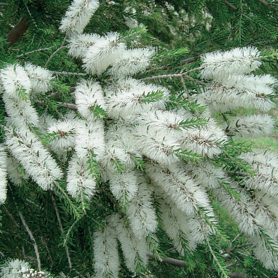 tea tree plant