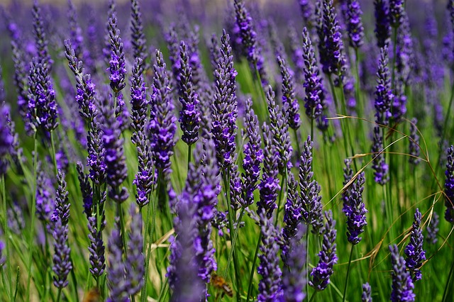 lavendel bloemen voor olie