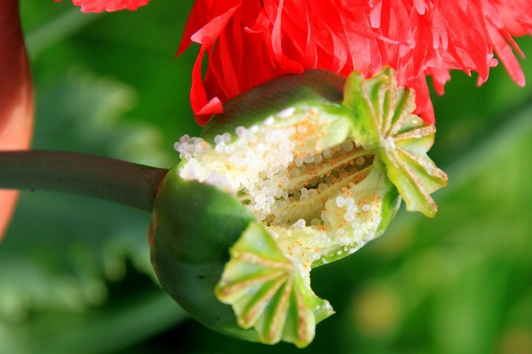 Papaver Somniferum