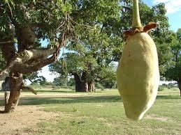 baobab boom