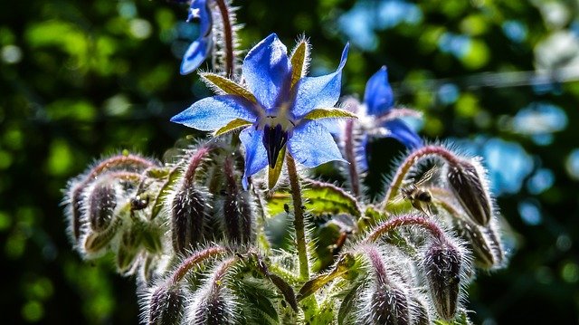 borage plant