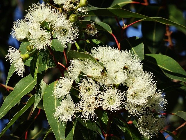 maat gevogelte vrede Eucalyptusolie 100% PUUR in handige druppelfles. Krachtige etherische olie  - BeriVita.com - Natuurlijk & Puur