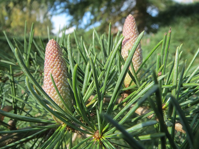 Cedrus Deodara