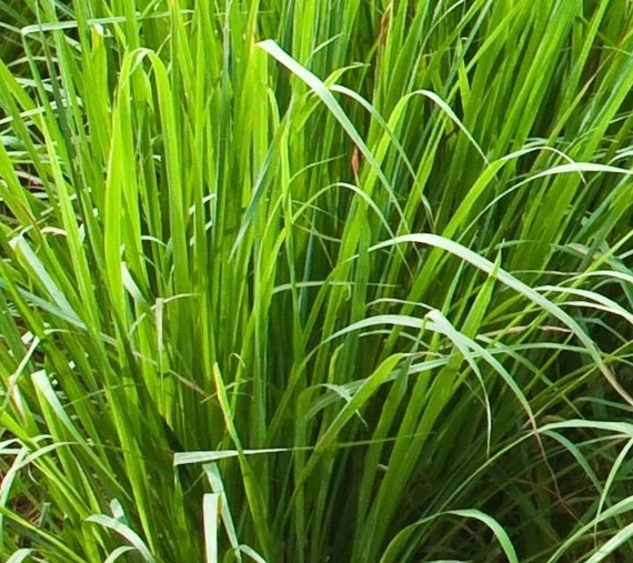 palmarosa plant