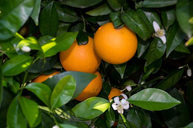 Neroli olie