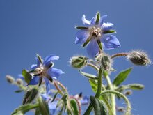 Borage Olie