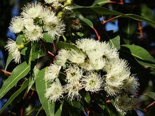 Eucalyptus