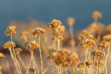 helichrysum strobloem