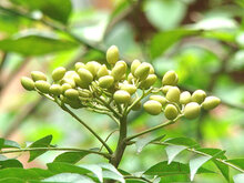 Neem tree nuts