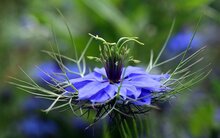 nigella