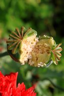 Papaver Somniferum