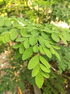 moringa blad boom