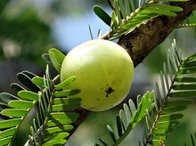 Amla vrucht