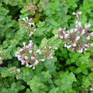 Oregano