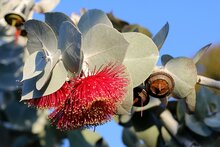 Eucalyptusolie plant