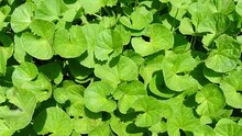 gotu kola Centella asiatica bladeren