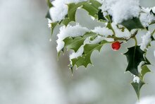 kerst hulst sneeuw