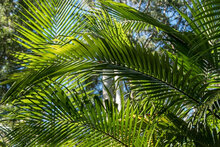 batana palm