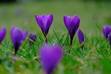 saffraan bloemen