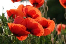 klaproos, papaver bloemen