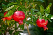 granaatappels