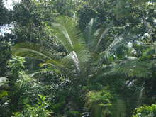 Murumuru palmboom