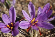 saffraan bloemen