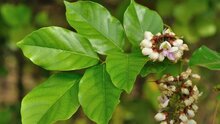 karanja, Pongamia boom, bladeren