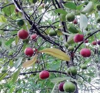 kokum boom