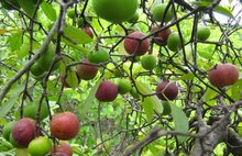 kokumvruchten aan de kokumboom