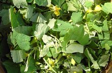 wrattenkruid stinkende gouwe