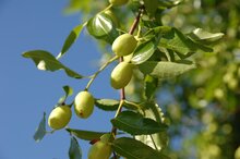 sidr jujube plant