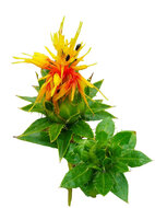 Saffloer bloemen