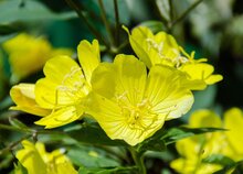 teunisbloemen