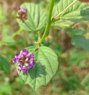 babchi plant