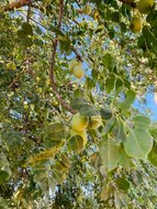 marula vruchten