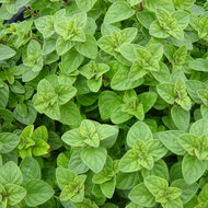 Marjolein planten