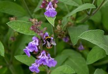 Salie plant