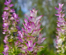 Scharlei plant, clary sage