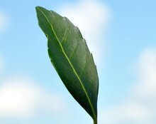 yerba mate blad