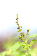 tulsi bladeren