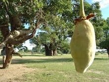 baobab boom