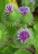 Arctium Lappa 